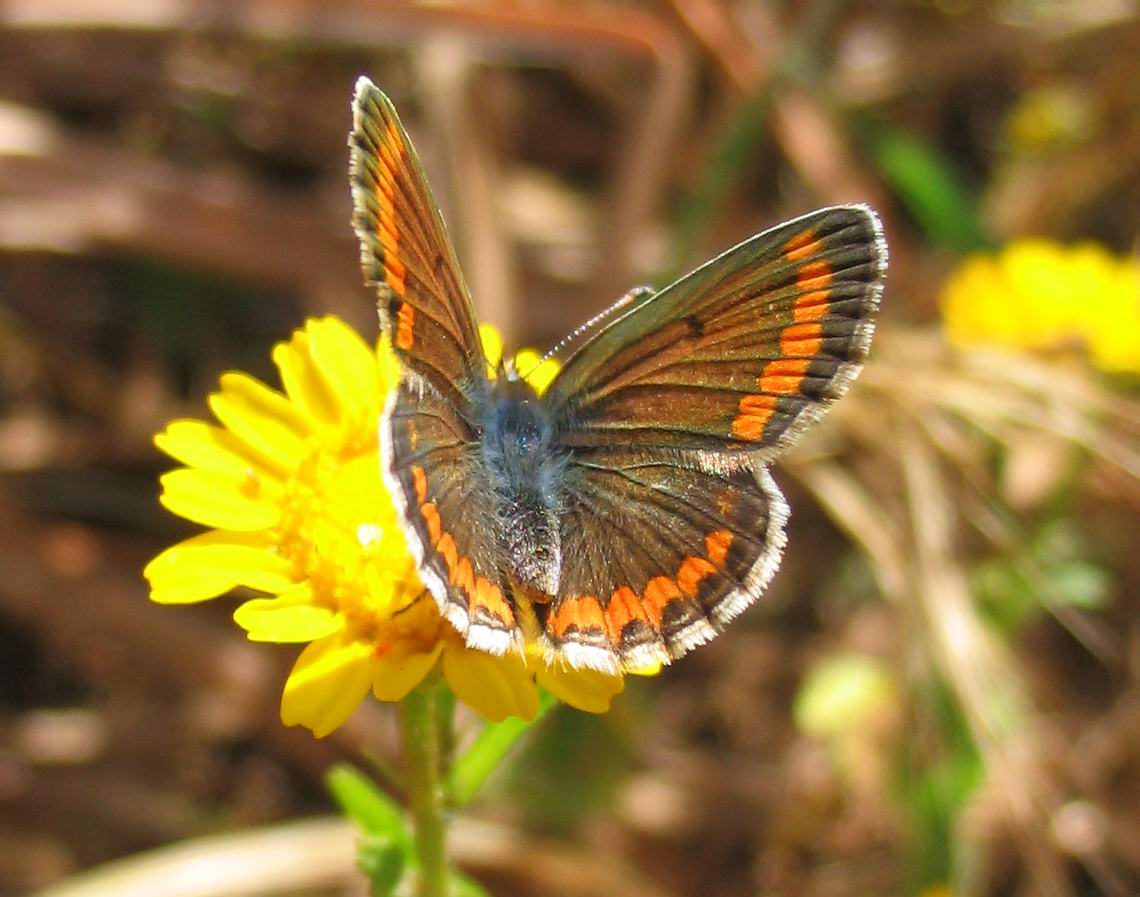 Aricia agestis